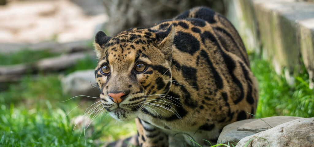 Фото 18 — Отдых в сафари парке