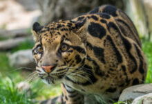 Photo of Отдых в сафари парке