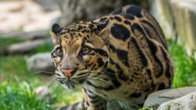 Photo of Отдых в сафари парке