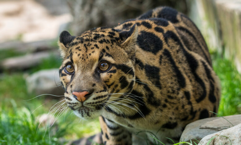 Photo of Отдых в сафари парке