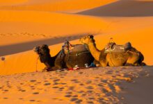 Photo of Туризм на верблюдах в пустыне