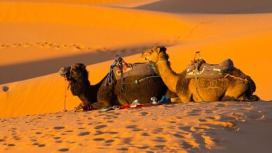 Photo of Туризм на верблюдах в пустыне