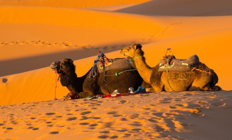 Photo of Туризм на верблюдах в пустыне