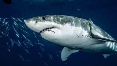Photo of Плавание с акулами в океане