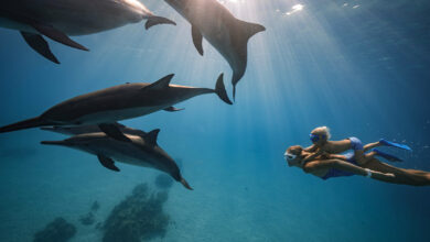 Photo of Плавание с дельфинами в море