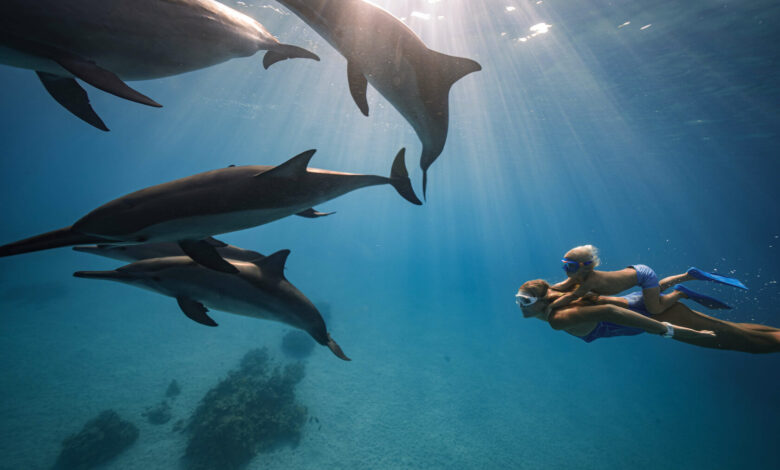 Photo of Плавание с дельфинами в море