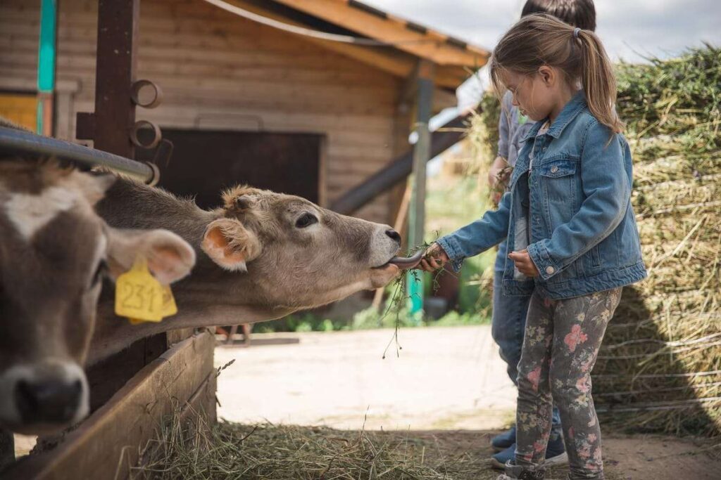 Фото 34 — Отдых на ферме с животными