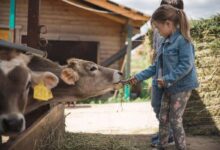 Photo of Отдых на ферме с животными