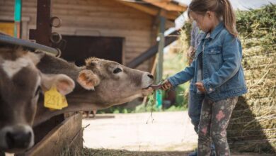 Photo of Отдых на ферме с животными