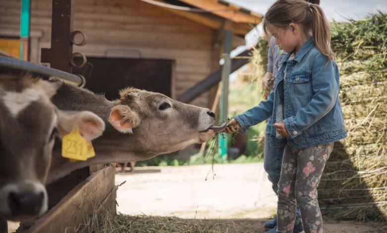 Photo of Отдых на ферме с животными