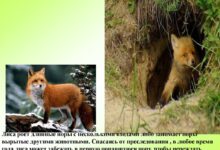 Photo of Туризм на диких животных