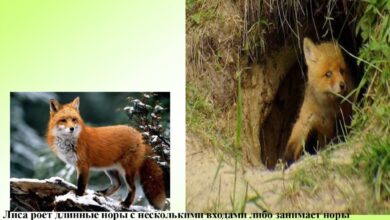 Photo of Туризм на диких животных