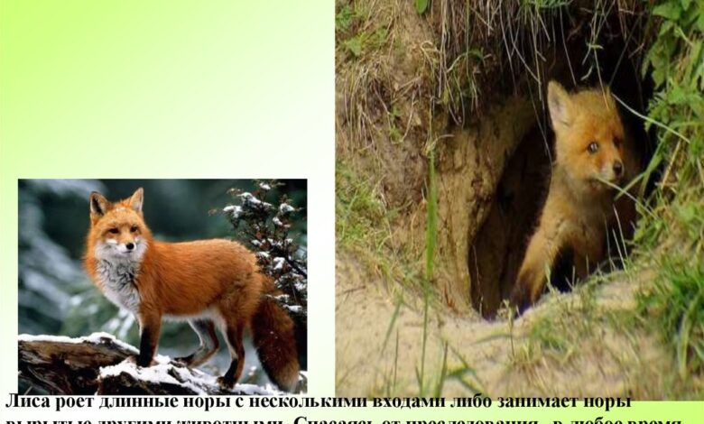 Photo of Туризм на диких животных