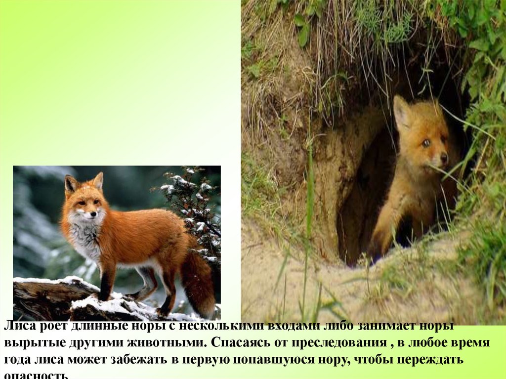 Фото 43 — Туризм на диких животных